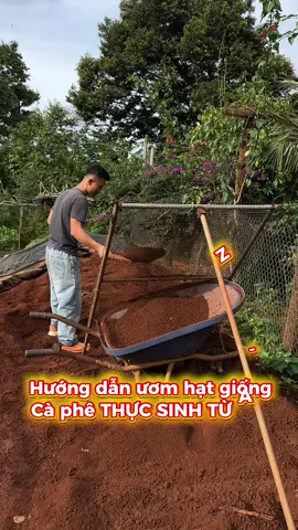 Hướng dẫn ươm cà giống a tới z