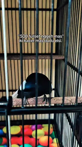 gitu ya prenn🤪  #GTR_GarasiTahuRacing #kacermania #kicaumaniaindonesia #kacer #kicaumania 