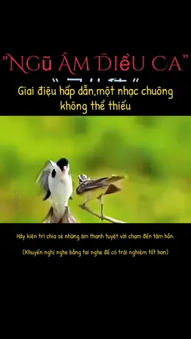Ngũ Âm Điểu Ca. Nhạc chuông không thể thiếu năm 2025 #nhacchuong #ringtone #nhachaymoingay❤️ #music #nhachot 