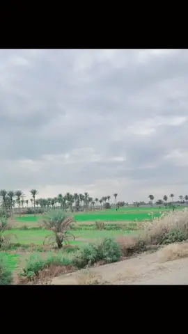 #البوعساف_امارة_دليم 