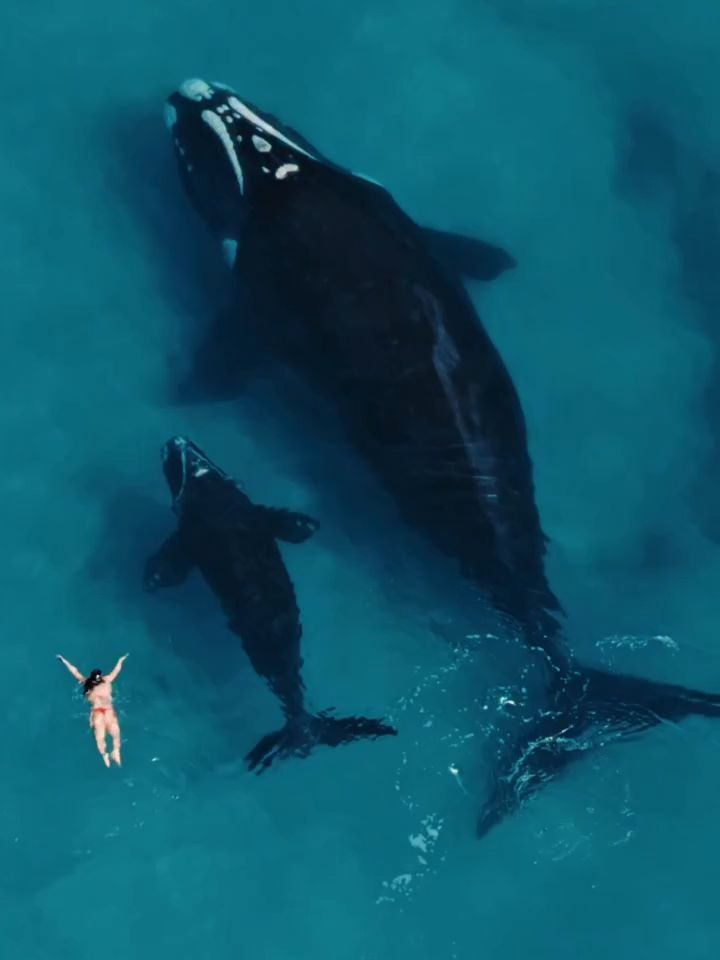 TINY HUMAN vs TWO WHALES 🐋🌊 An absolutely breathtaking moment — not just for its beauty, but for the perspective it gives. Seeing a swimmer beside a mother whale and her calf truly shows the sheer scale of these gentle giants. Encounters like this are rare, powerful, and unforgettable. But they also come with responsibility. Getting too close to whales, especially a mother and her young, can disturb them and put both humans and wildlife at risk. Keeping our distance protects them, protects us, and ensures these majestic creatures continue to thrive. 💙 Awe-inspiring, humbling, and a reminder to always admire wildlife safely and respectfully. ✨ Note: This was captured nearly 3 months ago when these Southern Right Whales visited Leighton Beach in Perth, Western Australia. 🎥 Video by @seenbylexo — an incredible eye for the ocean.  #welcometoperth #SouthernRightWhales #WhaleWatching #PerthWildlife #LeightonBeach #WesternAustralia #OceanMagic #WildlifeRespect #MarineLife #NatureLovers #WhaleEncounters #fyp #tiktokperth #EcoAwareness #WildlifePhotography #AustralianCoast #WAExplored #SeenInWA #PerthLife