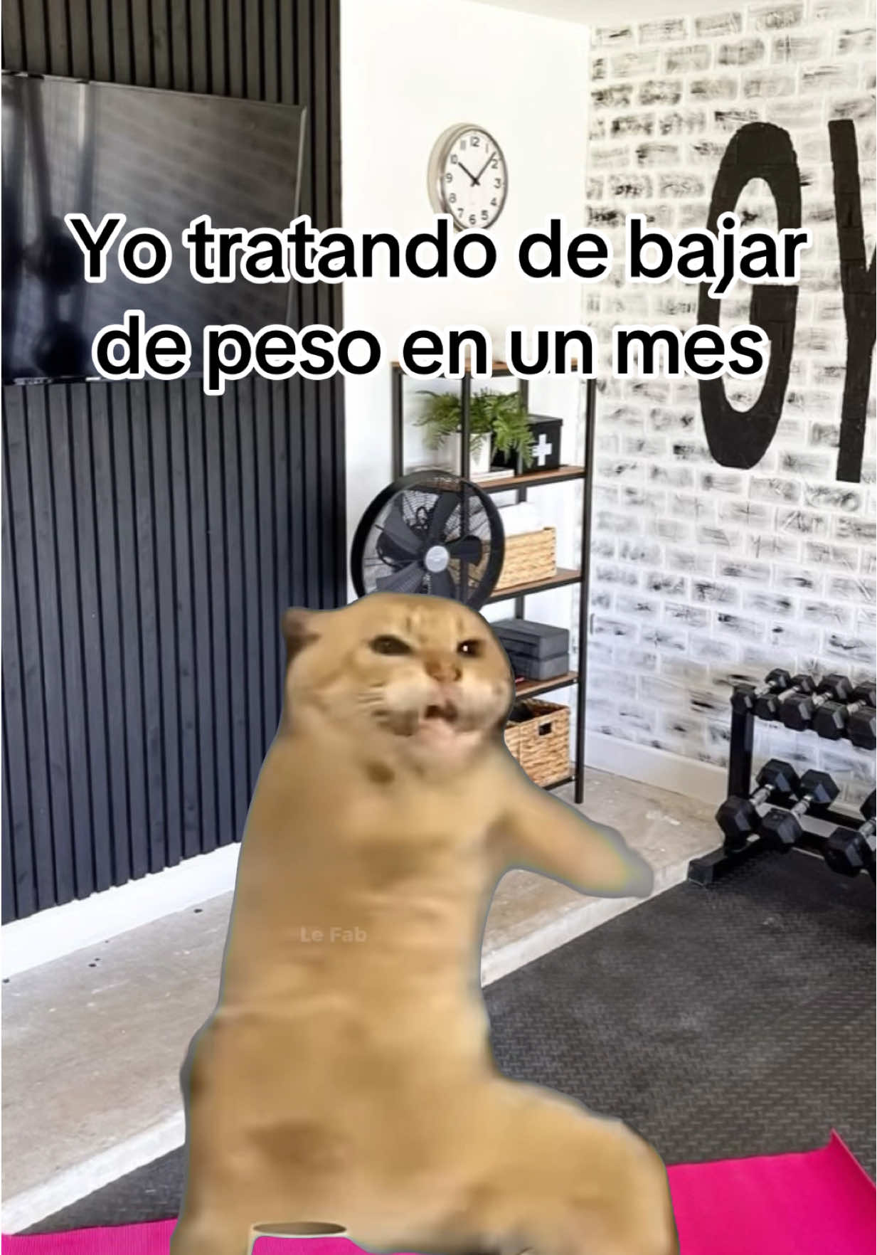 😢🤣 el intento se le hace  #ejercicio #gymmotivation #humor #gato #ejercicioencasa 🏋🏻‍♀️🧘🏻‍♀️🏃🏻‍♀️