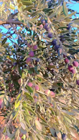 #متابعة #عفرين_راجو_بلبل_بلاليكو #عفرين_راجو_بلبل_شيه_جنديرس_معبطلي #لايك_متابعه_اكسبلور #عفرين_قامشلي_كوباني_درباسيه_ديريك 