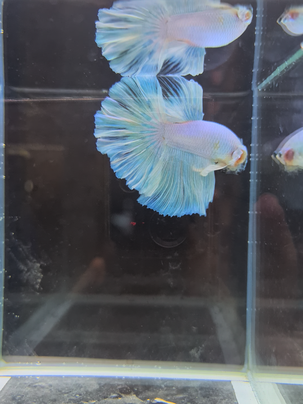 #hashtag #bettatok #trending #bettafish #beta 