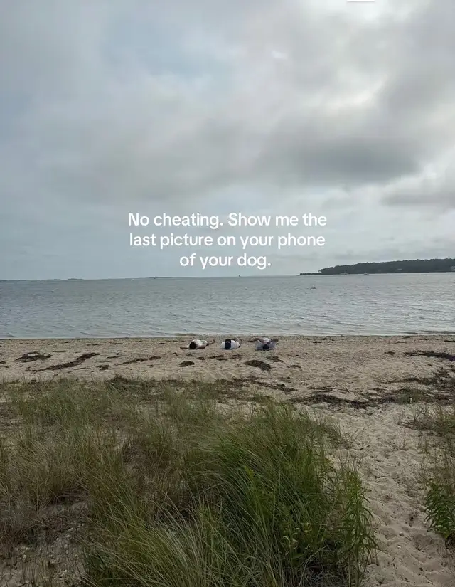 #dogsoftiktok #catahoulaleoparddog #catahoulasoftiktok 