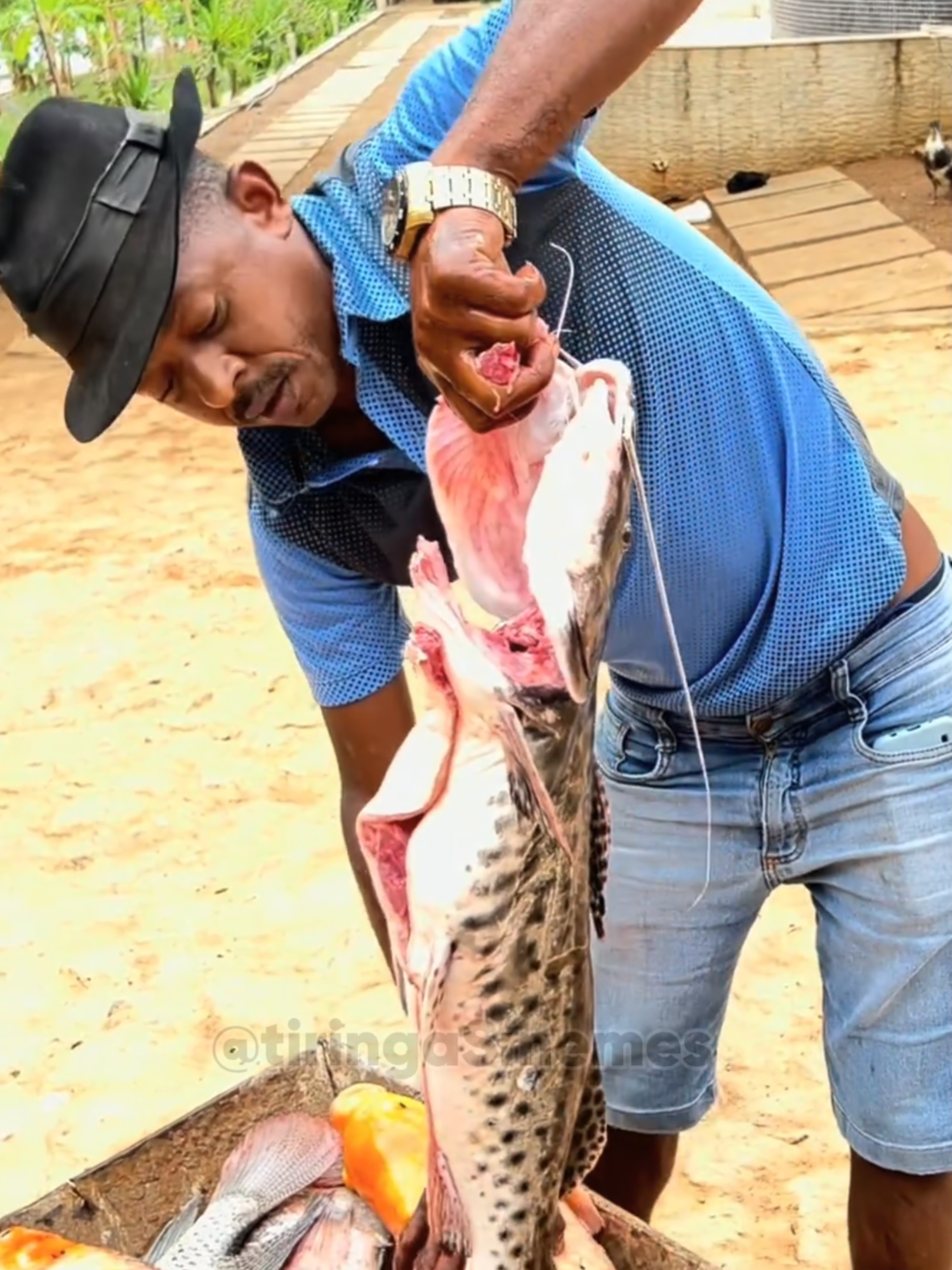 Tiringa corrigi Tõe por ter pego todos os peixes do tanque kkkk :(  #tiringa #comediaselvagem #humor #comediahumor #comedia #meme #memes