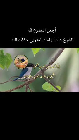 #ahmadamer2311  #راحه_نفسيه #شعر #اكسبلور #اكسبلورexplore @أصوات من السماء   