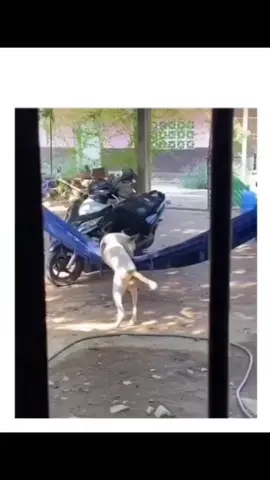 Coitado do doguinho 🤣🤣🤣 #fy #humor #fyyyyyyyyyyyyyyyyyyy #viral #engracados 