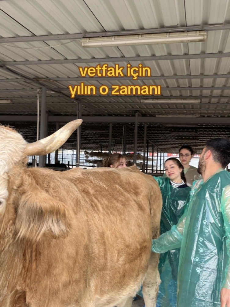rahatsız edici deneyimler #vetfak #vetmed #veterinerfakültesi #keşfet #fyp 