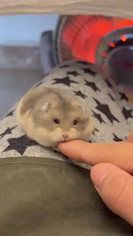 and aawwhh gumushh 😭😍 #fyp #hamsters #hamsterlucu #hamsterimut #hamsterpasuruan 