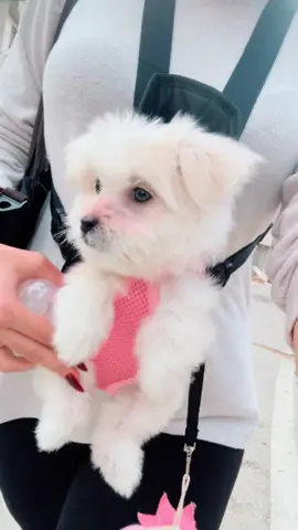 My baby🤣🐶#ÀlaMona #Money #repost #mindset #fyp  