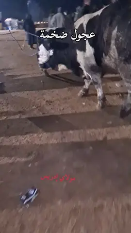 عجول🦬🦬 الأزرق البلجيكي الضخامة الله يبارك #فرنسا🇨🇵_بلجيكا🇧🇪_المانيا🇩🇪_اسبانيا #عجول_التسمين #اكسبلور 