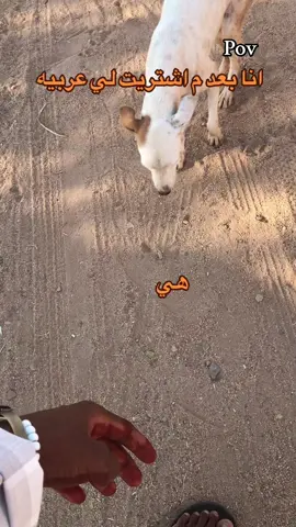 #كولكشن_صيد_المنقب ##ًالسلطان👑ًالصعيدي👳🏻‍♂️ #سودانيز_تيك_توك_مشاهير_السودان💜🇸🇩💜🤫🤫 #جخو،الشغل،دا،يا،عالم،➕_❤_📝✌️🌍🦋 #creatorsearchinsights #متابعه_ولايك_واكسبلور_احبكم #สปีดสโลว์ هنا كلاب قروش😂😂💔