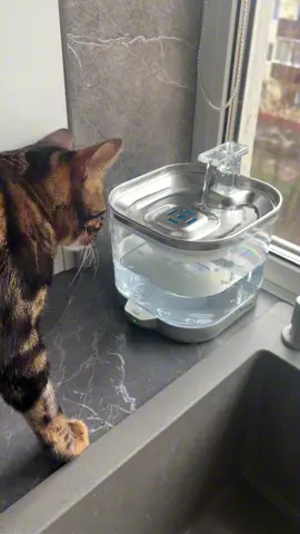 Знакомство с новой поилкой-фонтанчиком Предыдущий фонтан проследил месяца 3, потом кот решил, что это его игрушка и начал его активно разбирать по частям. Так эта ассоциация и не забылась… пришлось покупать новый фонтан.  В первые минуты знакомства он попытался сделать все то же самое, что и со старым. Но не вышло 😁 он и потяжелее будет, да и верхнюю крышку уже не отодрать. Потом понял, что фонтан не сломать и вроде успокоился🙏 Начал спокойно пить водичку🤞