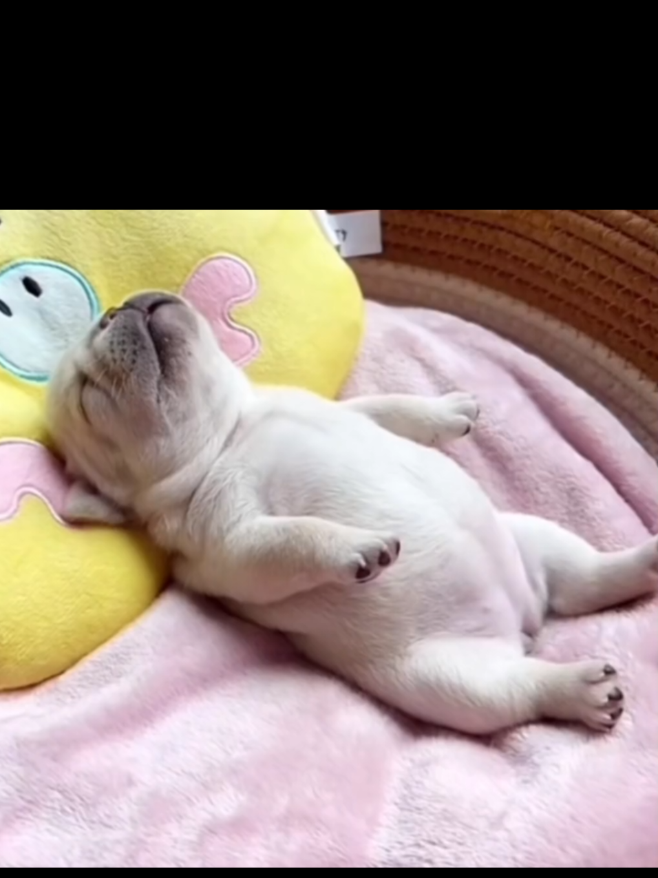 @Angelongo #meneatuchapa #pibble #chamba #fyp #parati 