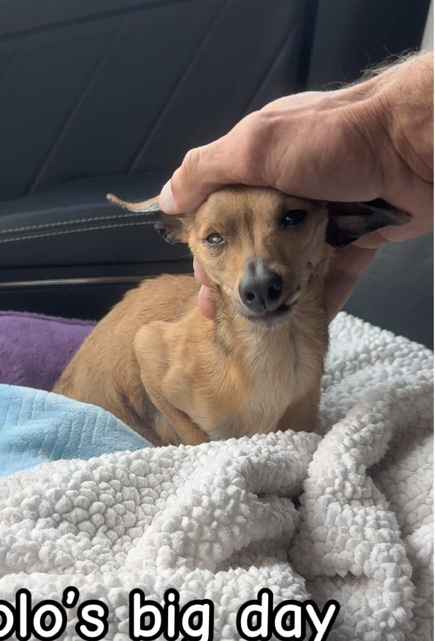 Either he’s not impressed or he’s not happy about it. lol. Lolo would rather be sleeping. I know this for sure. But today we have bigger plans. We are going to remove that snaggle tooth that popped out of nowhere the other day. I mentioned in the video that we were concerned about one of his blood levels, but upon reaching the vets office this morning and everything actually looks good. ❤️❤️❤️ so hopefully no X-rays are needed and it’s simply a standard dental for my big man today. ❤️❤️❤️ https://www.bglws.org/product-page/2026-calendar-presale