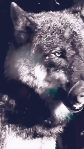 #волк💜💜💜 #ценисейчас🖤🖤🖤 