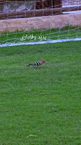 #ہدہدوفاداری #❤️❤️❤️ #❤️❤️❤️ #bird  🐦 