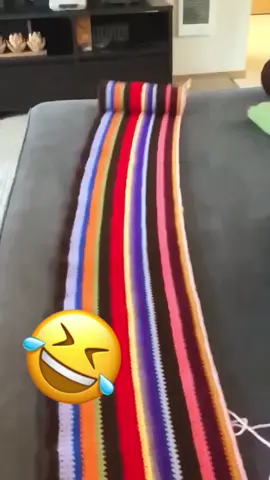 🤣🤣#cat #pet #dog #voiceover #funny 