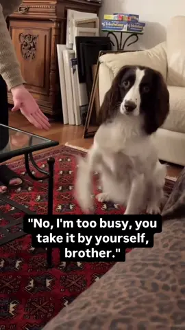 😂😂#funnyanimals #animalsoftiktok #petvideos #fyp 