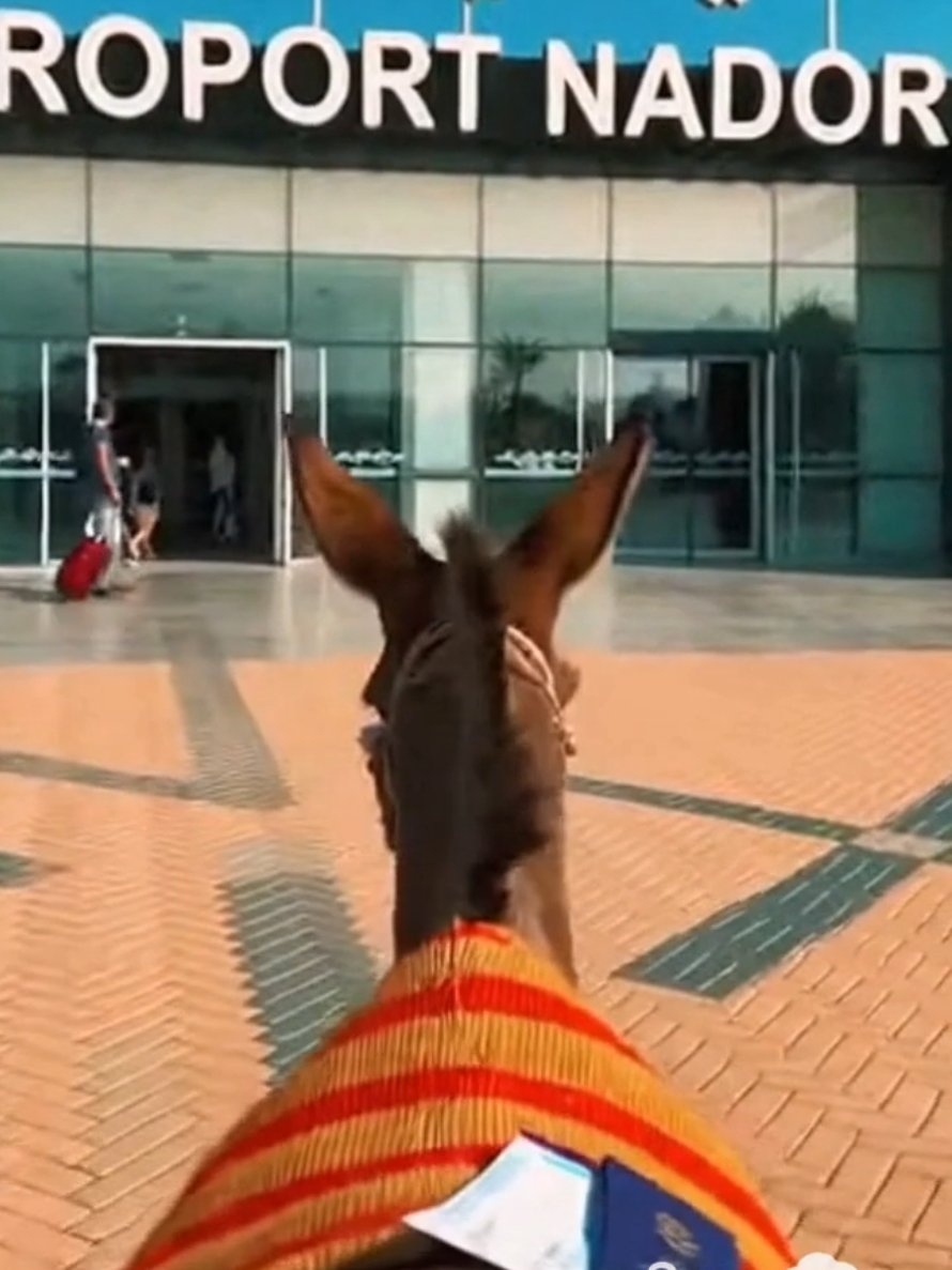 Aghyur thfghasd visa 🇪🇺 😍  #rif #nador #irifiyan #arouit #alhoceima 