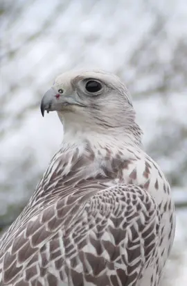 #احذر_الحر_تامر_البدوي #fyp 