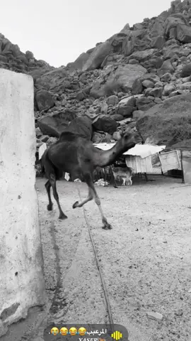 😂😂😂😂#نوشان#ماشاءالله #اكسبلور 