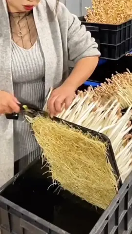 #satisfying #tools #in #action  #foryou