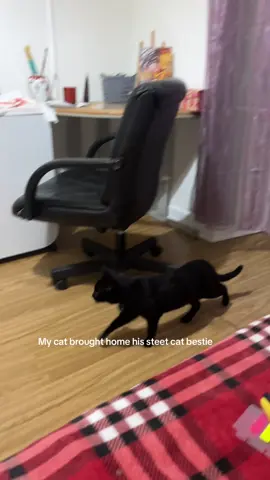 #catsoftiktok #cat #blackcat 