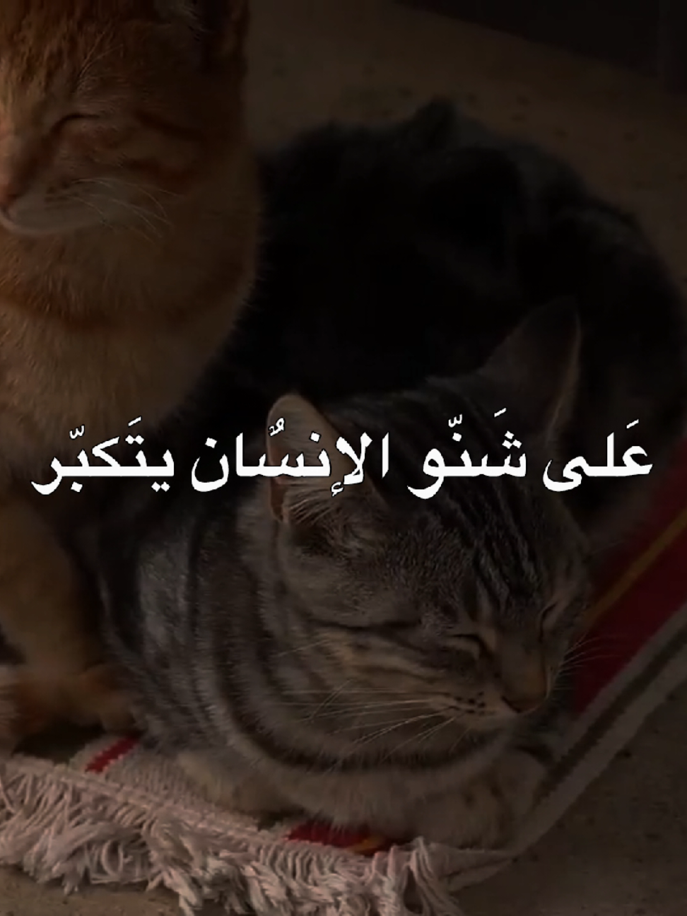 عَلى شَنّو الإنسٌان يتَكبّر #علي_المياحي #الشيخ_علي_المياحي #اكسبلور #fyp 