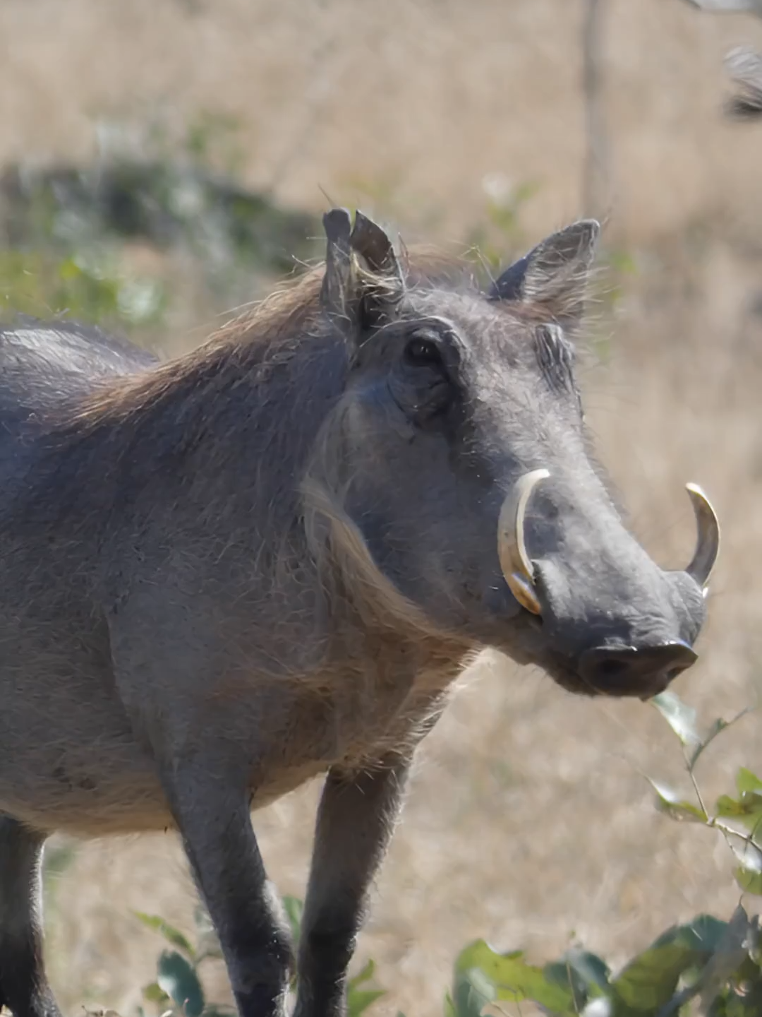 วาร์ทอก คือ หมูป่าหน้าตาไม่รับแขก 🐗 พวกมันใช้เขี้ยวพลิกดินหาอาหาร และขี้อายมาก วิ่งหนีภัยโดยชูหางสูง! #Warthog #สัตว์ป่า #สะวันนา #หมูป่า #สัตว์โลกน่ารู้