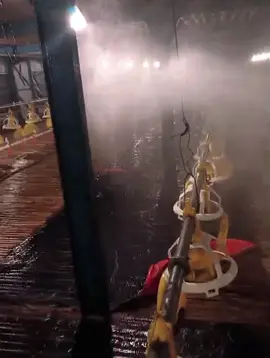 umum e wong kerja nom kabeh yo panggah guyon 🤣#you #abk #peternakmuda 