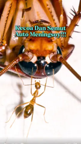 Usir kecoa dan semut mudah banget 😉✅#WiselieIndonesia #GajianSale #usirkecoa #usirsemut #basmikecoa 