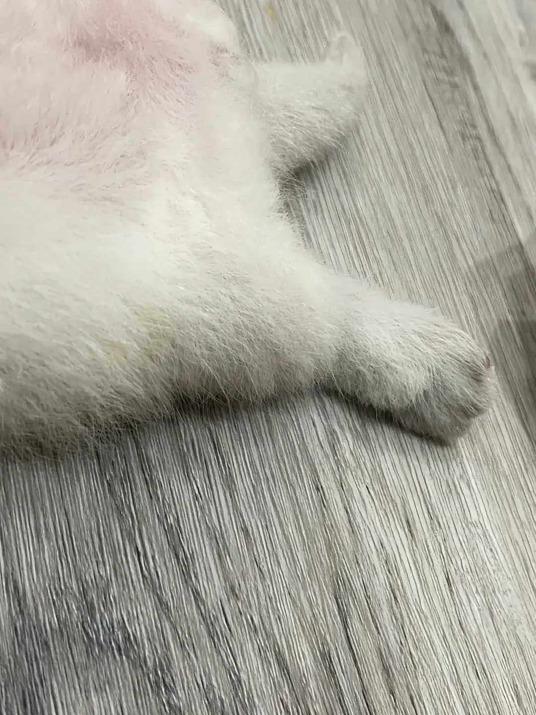 #kitty #cat #sleepycat 