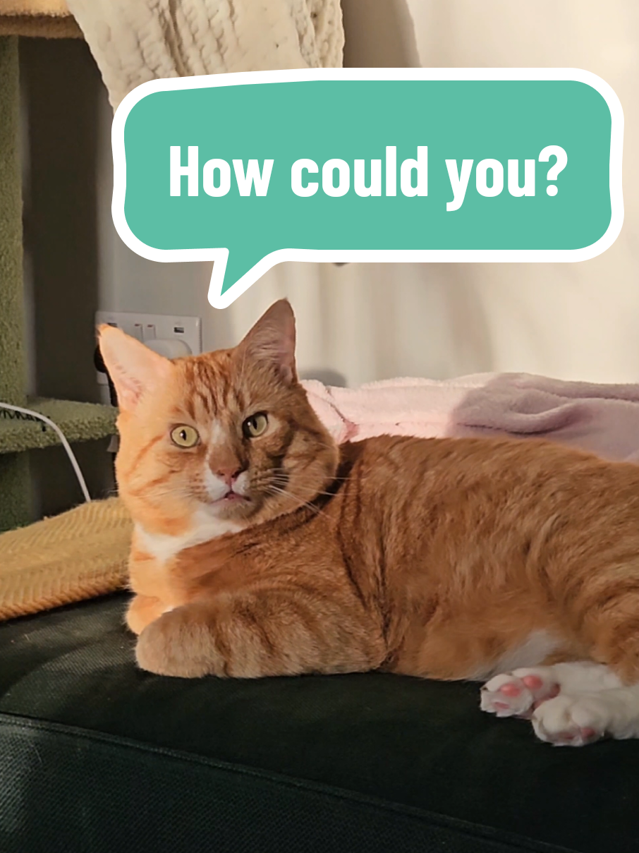 Chops has an existential crisis #existentialcrisis #orangecat #catreaction #shocked #funnycat 