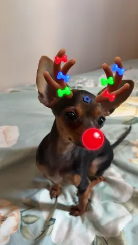 💖💖💖💖 #pinscherzero #pinscher0 #natal #feliznatal #foryou 