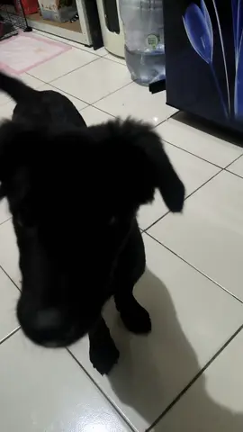 suara yang tidak disukai oleh anabul