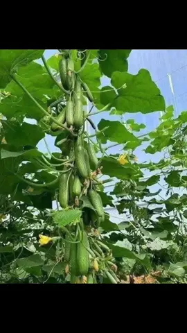 Ta nói nhìn cây mà muốn ăn cả chùm luôn cả nhà ạ, đã con mắt luôn ý  🌱Dưa chuột với mùn uterra🥒 🥒🥒 💦Trồng em này với mùn sinh học uterra thì hết nấc luôn, năng suất cao, chịu nhiệt tốt… 😁 💥💥Thu hoạch 35-40 ngày  #myluatran_ambassadors_swc_ust  #uTerra  #NongNghiepXanh  #NongNghiepSach_BenVungTuGoc 