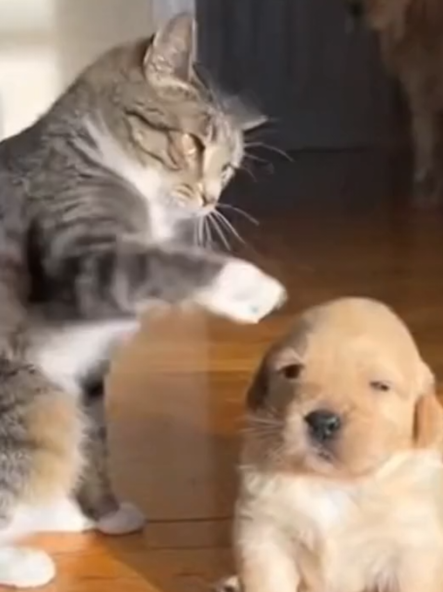 #funny #dog #cat#petlover 