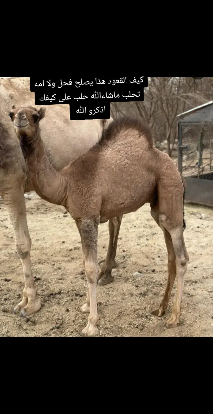 #البل_عطايا_الله_عشاق_البداوه_🐪😍 #الشعب_الصيني_ماله_حل😂😂 #الشعب_الصيني_ماله_حل😂😂 #الشعب_الصيني_ماله_حل😂😂 #البل_عطايا_الله_عشاق_البداوه_🐪😍 