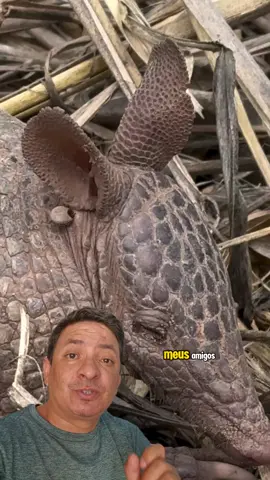 Vai aqui um alerta sobre os tatus  #CapCut #tatu #natureza #amazonia 