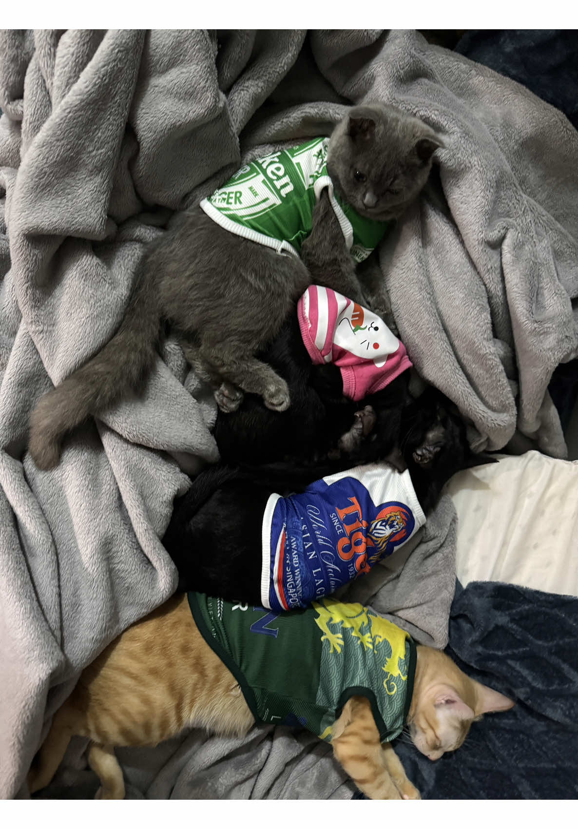 Áo hoạ tiết cho mèo thú cưng❤️