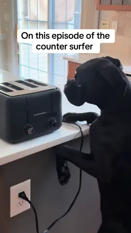 Does anyone else have a boxer pup who is a counter surfer and literally gives zero care to your redirection?! He has now learned to pop the toaster to get the goodies out 😂#dogtok #boxersoftiktok #dogmom #puppiesoftiktok #boxerpuppy 