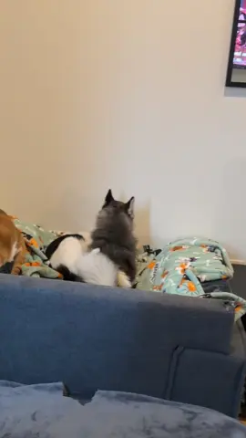 Moon loves his kitties 