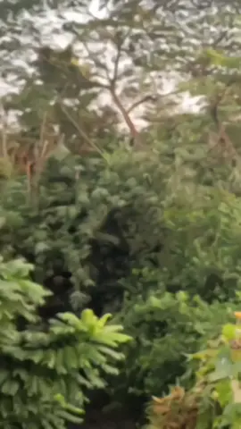 #💔😅 #কপি_লিংক_করো_প্লিজ_প্লিজ 