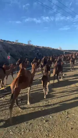 #ماشاءالله_تبارك_الله #الابل_عطايا_الله #عوادي 