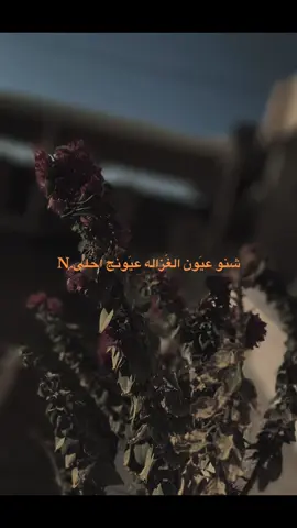 #شنو_عيون_الغزال_عيونك_احلى🤍                  #تصويري_احترافي_الاجواء👌🏻🕊😴 #شعر #viralvideo #tiktokshop 