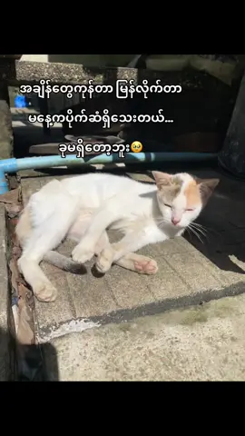 နော် အချိန်တွေအရမ်းမြန်တာငါအသုံးကြမ်းဆာဟုဆ်ဘူး🥹😂#tiktokmyanmar🇲🇲 #trendingtiktok #fypシ゚ #trend #crdစာသား 