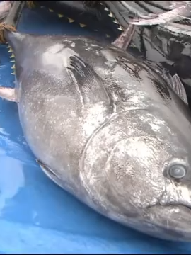 ข่าวแผ่นดินไหวญี่ป่น (ประกาศแผ่นดินไหวฉุกเฉิน NHK ฉบับเต็ม) วันที่ 25 /11 / 2568-2025