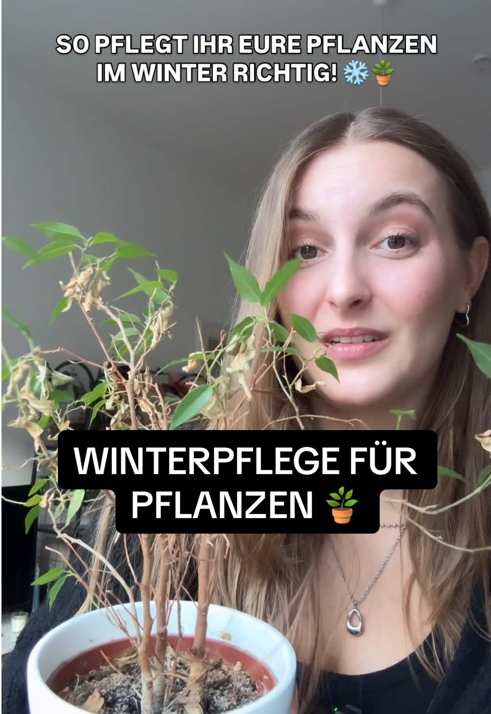 ❄️ Wintermodus für deine Pflanzen! 🌿 Deine Pflanzen sehen im Winter immer müde aus?  Keine Sorge, mit diesen Tipps überstehen sie die kalte Jahreszeit: 1️⃣ Weniger gießen! Weniger Wasser = keine Wurzelfäule. 2️⃣ Mehr Licht! Stell sie so hell wie möglich, Wintersonne ist schwach. 3️⃣ Topf schützen! Outdoor-Pflanzen brauchen Schutz vor Frost. 4️⃣ Blätter checken! Spinnmilben & Co. lieben trockene Heizungsluft. 👉 Silberkraft hat die passenden Produkte gegen diese Tierchen! 5️⃣ Ab und zu abduschen! Einmal im Monat lauwarm abduschen. 💡 So bleiben deine Pflanzen gesund & glücklich auch im Winter! #Pflanzenliebe #Zimmerpflanzen #Winterpflege #Schädlinge #PlantCare